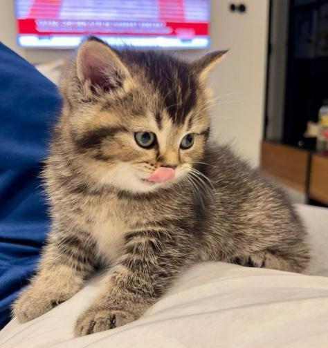 Prachtige britste korthaar kittens, Dieren en Toebehoren, Katten en Kittens | Raskatten | Korthaar, Poes, Ontwormd