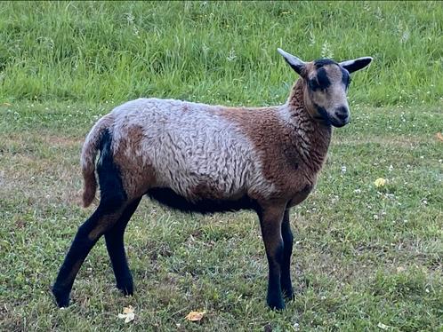 Zwoergervrij gecertificeerd maasduinen ooilam, Dieren en Toebehoren, Schapen, Geiten en Varkens, Schaap, Vrouwelijk, 0 tot 2 jaar