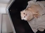 Pomchi teefje 2 jaar oud., Dieren en Toebehoren, Honden | Chihuahua's en Gezelschapshonden, Overige rassen, 1 tot 2 jaar, Teef