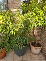 Citrus Sinensis/Sinaasappelboom, Tuin en Terras, Planten | Tuinplanten, Ophalen, Zomer, Overige soorten, Volle zon