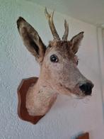 Opgezette reeënkop hertenkop, Ophalen of Verzenden, Gebruikt, Wild dier, Opgezet dier