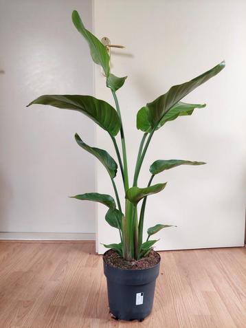 Strelitzia Nicolai - Paradijsvogelplant H: 108 cm. beschikbaar voor biedingen