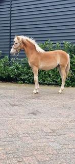 Haflinger hengst veulen, Minder dan 160 cm, Met stamboom, Niet van toepassing, 0 tot 2 jaar