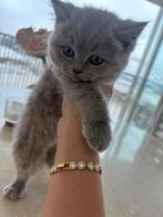Britse korthaar kittens, Dieren en Toebehoren, Katten en Kittens | Raskatten | Korthaar, Kater, Ontwormd, 0 tot 2 jaar