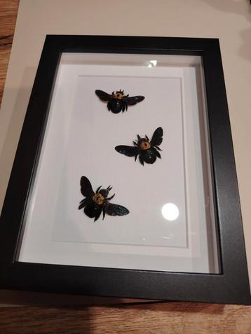3x Xylocopa aestuans in lijst. Vlinder taxidermie. Houtbij beschikbaar voor biedingen