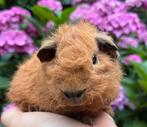 Handtam rood California Rex teddy beertje, Dieren en Toebehoren, Mannelijk, Cavia, Na 1 juli 2024, Tam