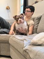 Abkc choco tricolor pocket teefje first choice, Dieren en Toebehoren, Honden | Bulldogs, Pinschers en Molossers, België, Particulier