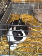 Gratis 2 konijnen met alles er bij ophalen oude pekela, Dieren en Toebehoren, Konijnen, Geslacht onbekend, Dwerg, 0 tot 2 jaar