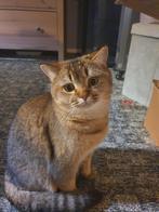 Britse korthaar kater, Dieren en Toebehoren, Katten en Kittens | Raskatten | Korthaar, Kater, Ontwormd
