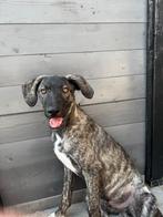 Roemeense mix EERST GOED LEZEN!!!!, Particulier, Rabiës (hondsdolheid), 15 weken tot 1 jaar, Reu