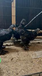 3 brahma’s goothoender, Dieren en Toebehoren, Pluimvee, Vrouwelijk, Kip