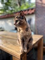 Hele lieve poes zoekt een nieuw warm thuis!, Dieren en Toebehoren, Poes, Kortharig, 6 jaar of ouder