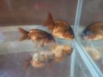Ranchu, Dieren en Toebehoren, Vis