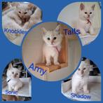 Ragdoll kittens met stamboom DNA echo cinnamon en Fawn, Dieren en Toebehoren, Meerdere dieren, Gechipt