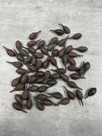 61 nieuwe fox inline loodjes 35gr, Watersport en Boten, Hengelsport | Karpervissen, Nl, Dobber of Lood, Ophalen of Verzenden, Info