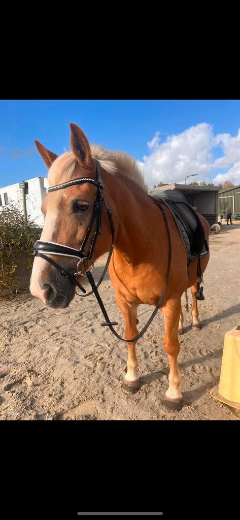 Bijrijdster gezocht, Dieren en Toebehoren, Paarden en Pony's | Overige Paardenspullen, Nieuw, Recreatie, Ophalen of Verzenden