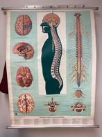 Neurologie anatomieplaat, Antiek en Kunst, Antiek | Schoolplaten, Ophalen, Natuur en Biologie