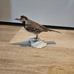 Opgezette kwikstaart opgezet taxidermie taxidermy, Ophalen of Verzenden, Zo goed als nieuw, Vogel, Opgezet dier
