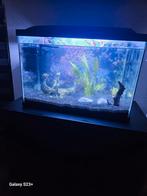 Aquarium te koop, Ophalen of Verzenden, Zo goed als nieuw, Gevuld zoetwateraquarium