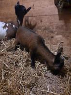 Dwerggeit, Dieren en Toebehoren, Vrouwelijk, Geit