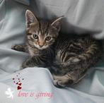 Kittens 🥰, Dieren en Toebehoren