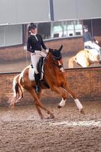 Talentvolle 5 jarige dressuur ruin v. Glocks Toto jr., Dieren en Toebehoren, Paarden, Gechipt, Ruin, Dressuurpaard, 3 tot 6 jaar