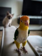 Lieve tamme Caique, Geslacht onbekend, Papegaai, Tam