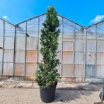 Gele haagconifeer | Chamaecyparis Ivonne, Ophalen of Verzenden, Conifeer, Haag, 100 tot 250 cm