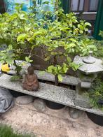 2 gezonde en mooie bonsai boompjes, Ophalen, Bloeit niet, Overige soorten, Minder dan 100 cm