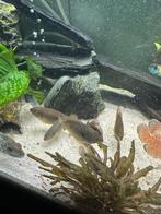 jong volwassen rode acara te koop, Vis, Zoetwatervis