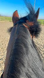 Karacachan, Dieren en Toebehoren, Minder dan 160 cm, Met stamboom, Ruin, 3 tot 6 jaar