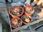 Huislook, Sempervivum, Ophalen, Zomer, Overige soorten, Volle zon