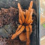 Hysterocrates gigas