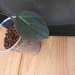 Philodendron scandens micans stek nr 43, Huis en Inrichting, Ophalen of Verzenden, Overige soorten, Minder dan 100 cm