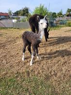 alpacawol, div.  kleuren, alleen het dek. Breien/haken/vilt, Hobby en Vrije tijd, Ophalen of Verzenden, Zo goed als nieuw, Breien