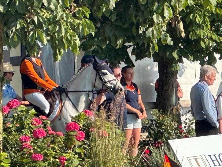 Gezocht Groom / stal medewerker Apeldoorn, Diensten en Vakmensen, Dieren | Paarden | Verzorging, Oppas en Les