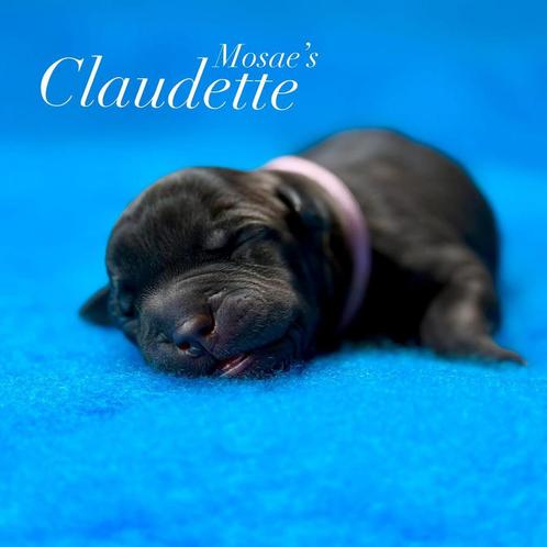 XL American Bullies - pups, Dieren en Toebehoren, Honden | Bulldogs, Pinschers en Molossers, Meerdere dieren, Overige rassen, Particulier