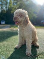 Dekreu mini poedel, dwergpoedel, Rabiës (hondsdolheid), Reu, 1 tot 2 jaar, Eén hond