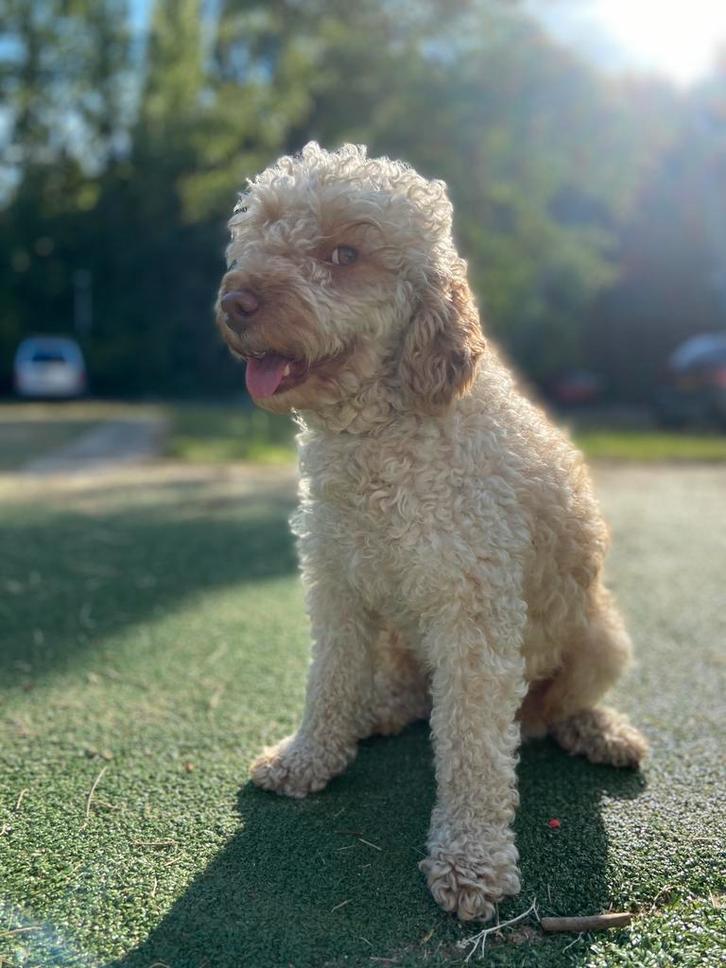 Dekreu mini poedel, dwergpoedel, Dieren en Toebehoren, Honden | Dekreuen, Reu, Fokker | Hobbymatig, Eén hond, Nederland, 1 tot 2 jaar