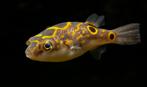 Tetraodon Biocellatus. Kogelvis. Figure Eight., Vis