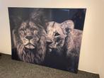 Plexiglas Canvas | Leeuwen koppel | 120cm x 150cm, Ophalen