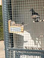 Te koop Birma toetelduiven, Dieren en Toebehoren, Vogels | Duiven, Meerdere dieren, Tortelduif