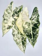 Alocasia Frydek Variegated, Ophalen of Verzenden, Overige soorten, Minder dan 100 cm