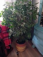 1 prachtige kunstplant 145 cm hoog, Tuin en Terras, Ophalen, Zomer, Volle zon, Overige soorten