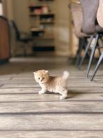 Britse Korthaar kittens exclusieve kleuren nu te reserveren, Dieren en Toebehoren, Katten en Kittens | Raskatten | Korthaar, Geslacht onbekend