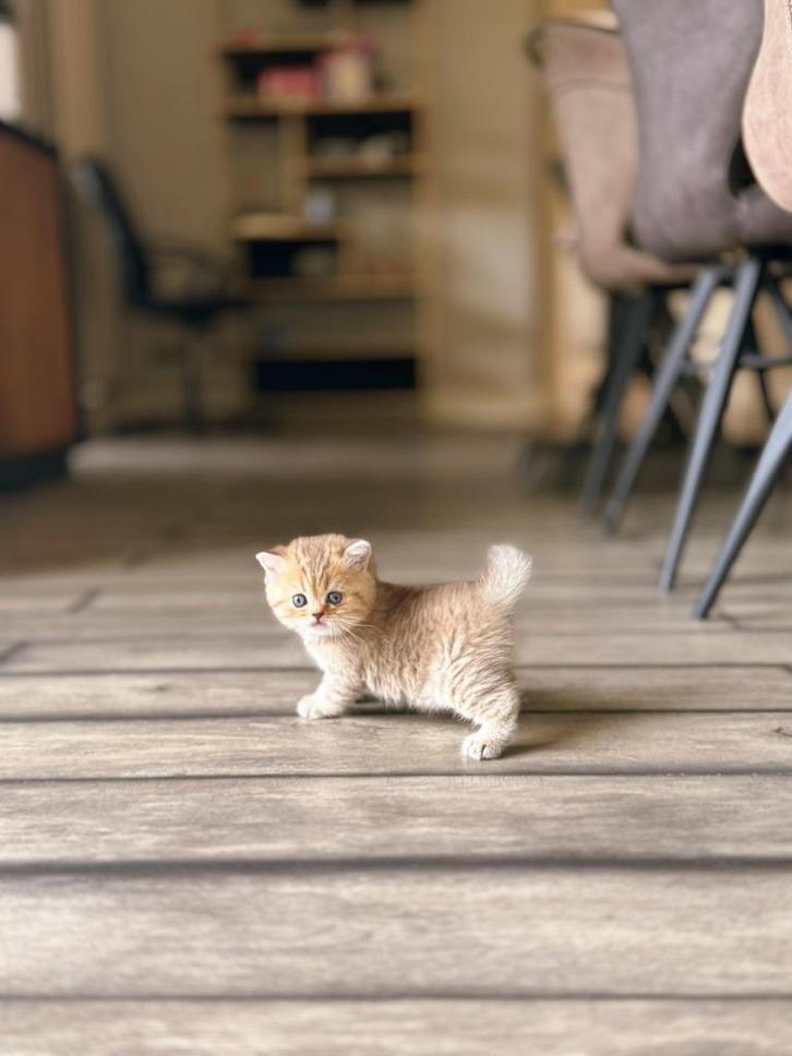 Britse Korthaar kittens exclusieve kleuren nu te reserveren, Dieren en Toebehoren, Katten en Kittens | Raskatten | Korthaar, Geslacht onbekend