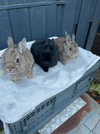 Kleurdwerg raszuiver, Dieren en Toebehoren, Konijnen, Vrouwelijk, Dwerg