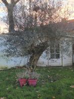 TE KOOP PRACHTIGE  BONZAI OLIJFBOOM, Ophalen, Tuinaarde