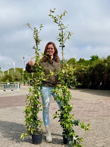 Toscaanse Jasmijn 200cm, €15, OP=OP beschikbaar voor biedingen