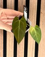 Anthurium Bigfoot by Kartel Daun, Ophalen of Verzenden, Halfschaduw, Minder dan 100 cm